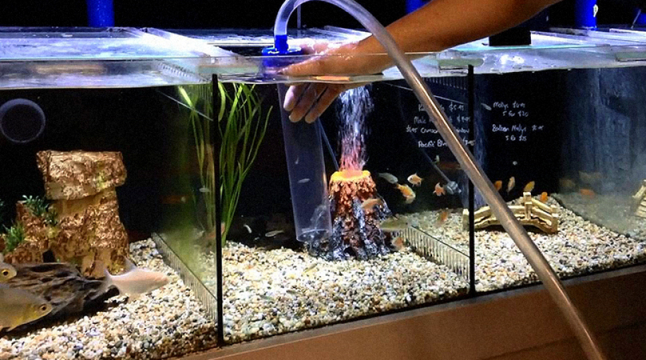Подмена воды в аквариуме